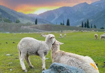 5 Days Srinagar Holiday from Chandigarh