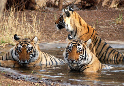 Chandigarh to Dalhousie Wildlife Tour