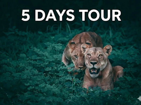 Chandigarh to Dalhousie Wildlife Tour